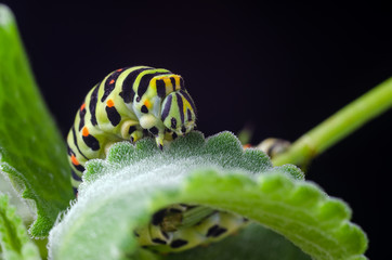 Caterpillar of the Machaon crawling on green leaves, close-up