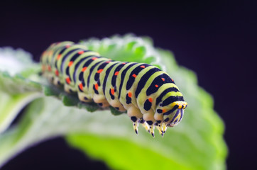 Caterpillar of the Machaon crawling on green leaves, close-up