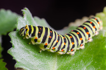 Caterpillar of the Machaon crawling on green leaves, close-up