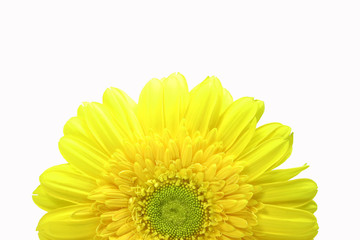 gerbera isolated on white