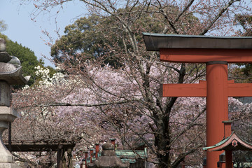 Torii and cherry blossom in Nara in Japan