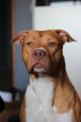 Dangerous Dog