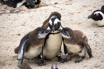African (jackass) penguin bolder beach Cape Town unspoiled nature parks and nature reserves of South Africa