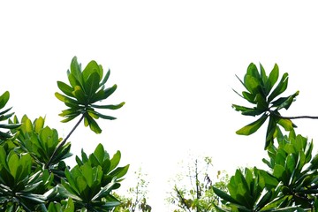 Tropical tree leaves with branches on white isolated background for green foliage backdrop 