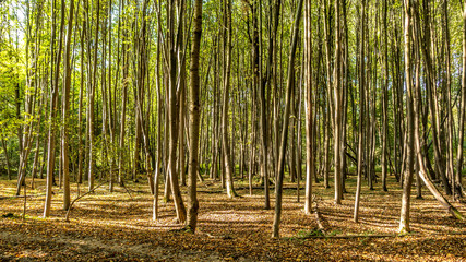 Ich sehe den Wald vor lauter Bäumen nicht mehr