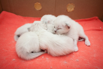 Young sacred birman kittens