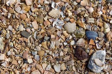 Muscheln