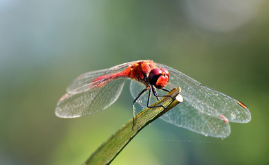 rote Libelle sitzt ruhig auf einem Blatt im Garten