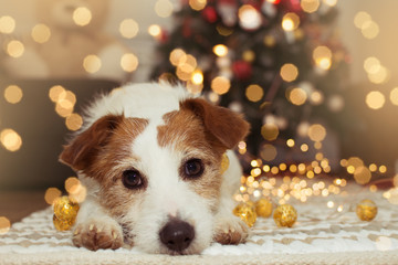JACK RUSSELL DOG UNDER CHRISTMAS TREE LIGHTS. - Powered by Adobe
