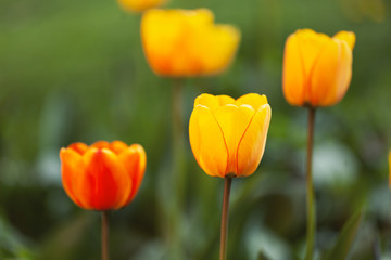 Sunny blurry beautiful tulip family background. Selective focus used. 