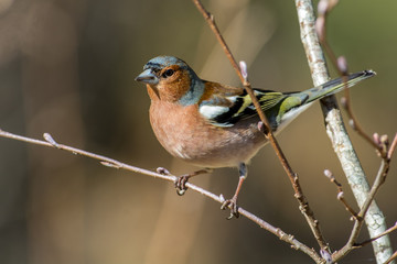 Common chaffinch in a closeup