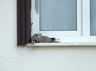 bird in front of house window, two beloved bird in front of the window,