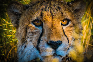 Fototapeta na wymiar cheetahs Namib Desert Namibia