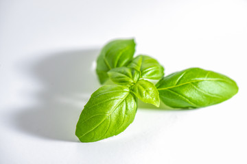 Green basil leaves isolated on white background .​