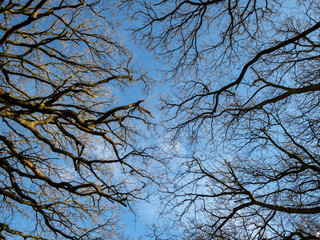 Blue sky through bare winter tree branches