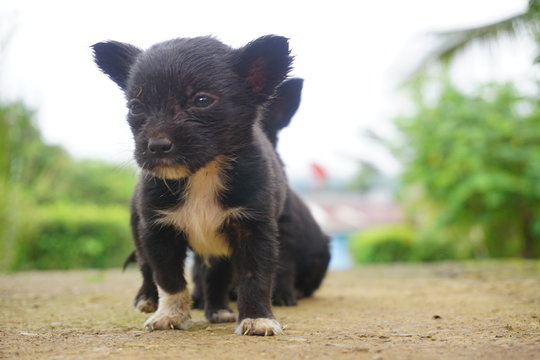  On a sunny day next to an old house and under a garage inside were two little puppies playing with each other