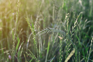 green wheat field and sunny day