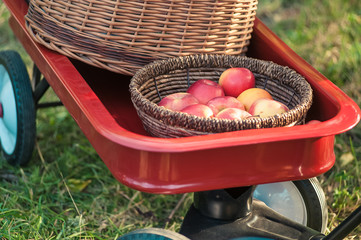 Apple harvest. Ripe red apples in the basket on the green grass.