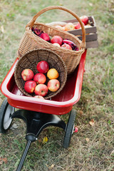 Apple harvest. Ripe red apples in the basket on the green grass.