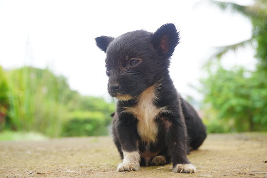  On a sunny day next to an old house and under a garage inside were two little puppies playing with each other