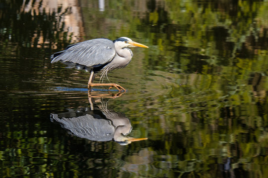 Reiher im seichten Wasser