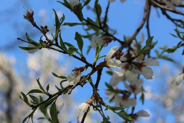 Almond blossoms