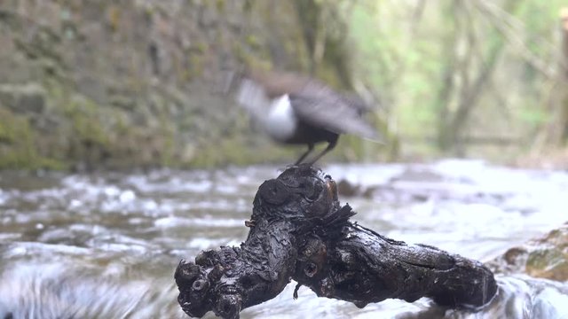 Wasseramsel, White-throated Dipper (Cinclus cinclus)