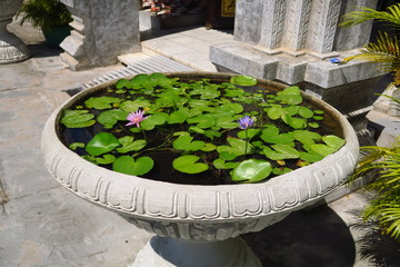 Nenuphars sur un bassin