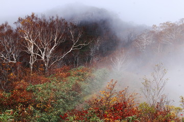 東北飯豊連峰　飯豊山山頂への道　秋　幻想的なダケカンバと紅葉