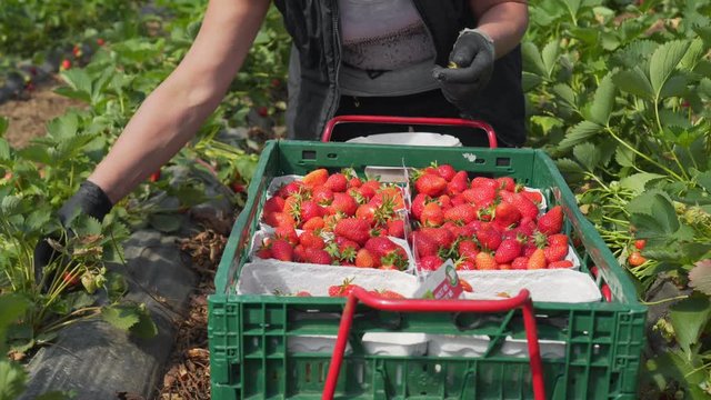 Strawberries work in the greenhouse with the harvest, a woman with berries for sale in the markets