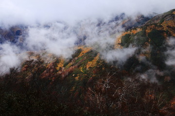 Fototapeta premium 東北飯豊連峰 飯豊山山頂への道 秋 幻想的なダケカンバと紅葉