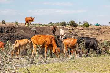 Fototapeta premium cow herd in a steppe