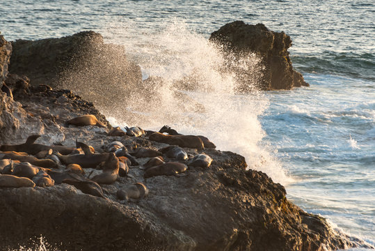 Close-up of Sea lions in the sun on rocks at Punta Brava, Salinas Ecuador