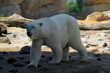 Bremerhaven, Zoo at the Sea, Free Hanseatic City of Bremen, Germany, Europe