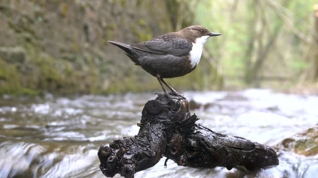 Wasseramsel, White-throated Dipper (Cinclus cinclus)