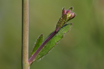 Thale cress  (Arabidopsis thaliana) stem with a leaf and unopened buds