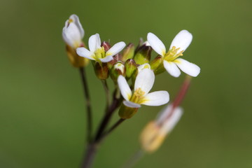 Thale cress (Arabidopsis thaliana) blossoms and buds macro picture