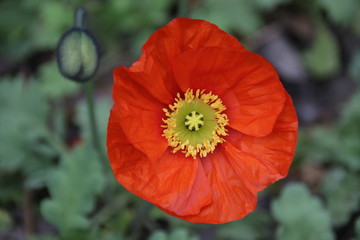 Fototapeta na wymiar Single Orange Poppy Flower on Green Background