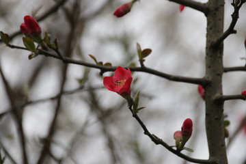 Close up Red Plum Blossom in Springtime