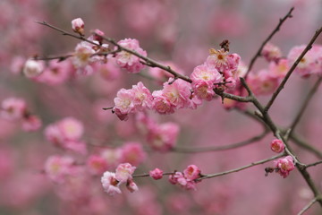 Fototapeta na wymiar Blur photo of Pink Cherry Blossom Flower for background