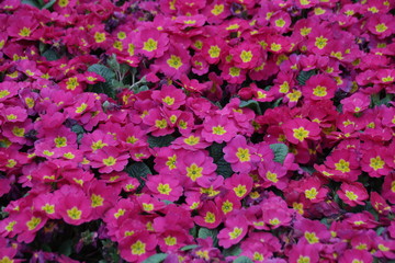 Pink Primrose Flower Meadow in Summer