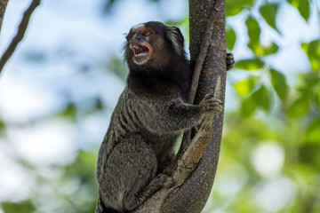 Fototapeta premium Small monkey on a urban garden