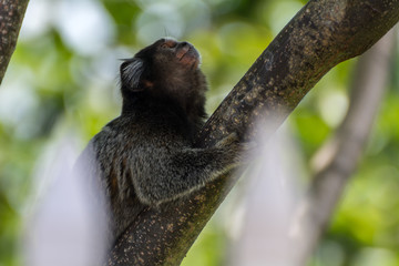 Small monkey on a urban garden