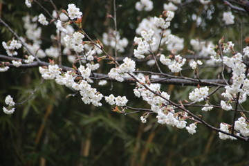 Blur Photo of White Cherry Blossom in Springtime