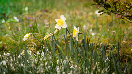 Daffodils