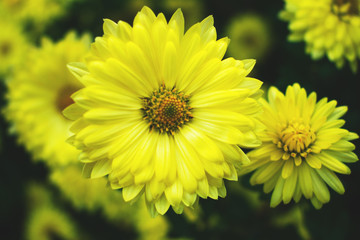 Yellow daisies on a flowerbed.