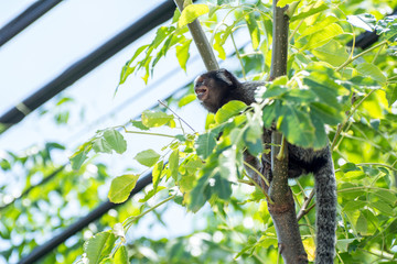 Small monkey on a urban garden