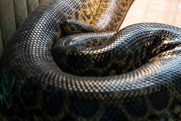 Anaconda snake in a zoo cage