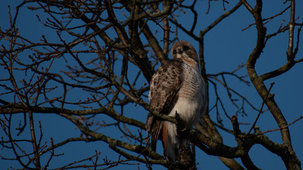 Hawk sitting on a branch