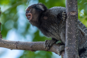 Small monkey on a urban garden